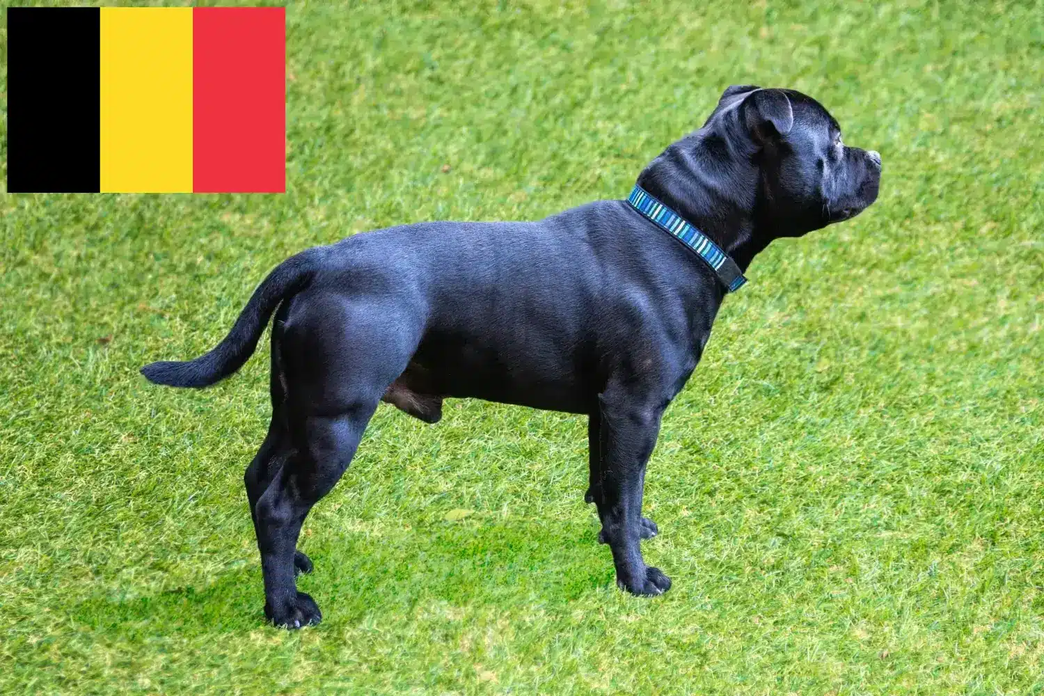 Staffordshire Bullterrier kölykök és tenyésztők Belgium Staffordshire Bullterrier tenyésztők keresése Belgiumban.