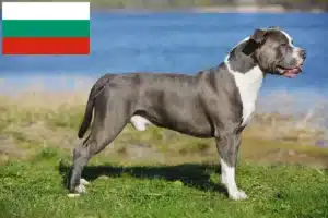 Read more about the article Staffordshire Bull Terrier tenyésztők és kölykök Bulgáriában