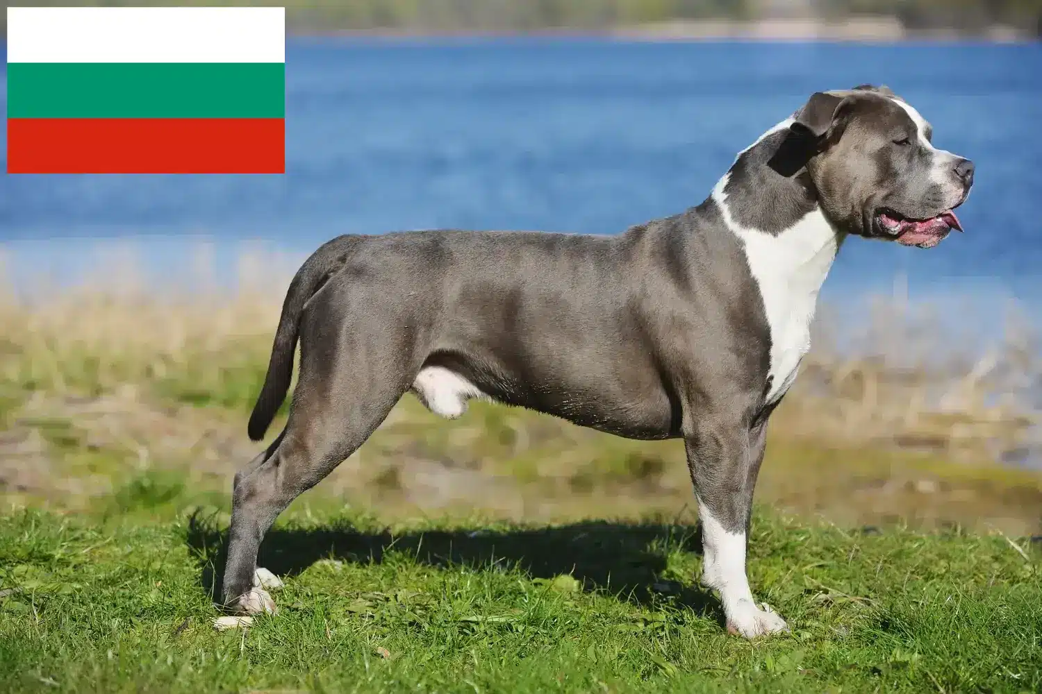 Staffordshire Bullterrier kölykök és tenyésztők Bulgária Staffordshire Bullterrier tenyésztők keresése Bulgáriában.