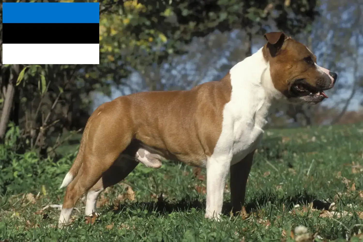 Staffordshire Bullterrier kölykök és tenyésztők Észtországban Staffordshire Bullterrier tenyésztők keresése Észtországban.
