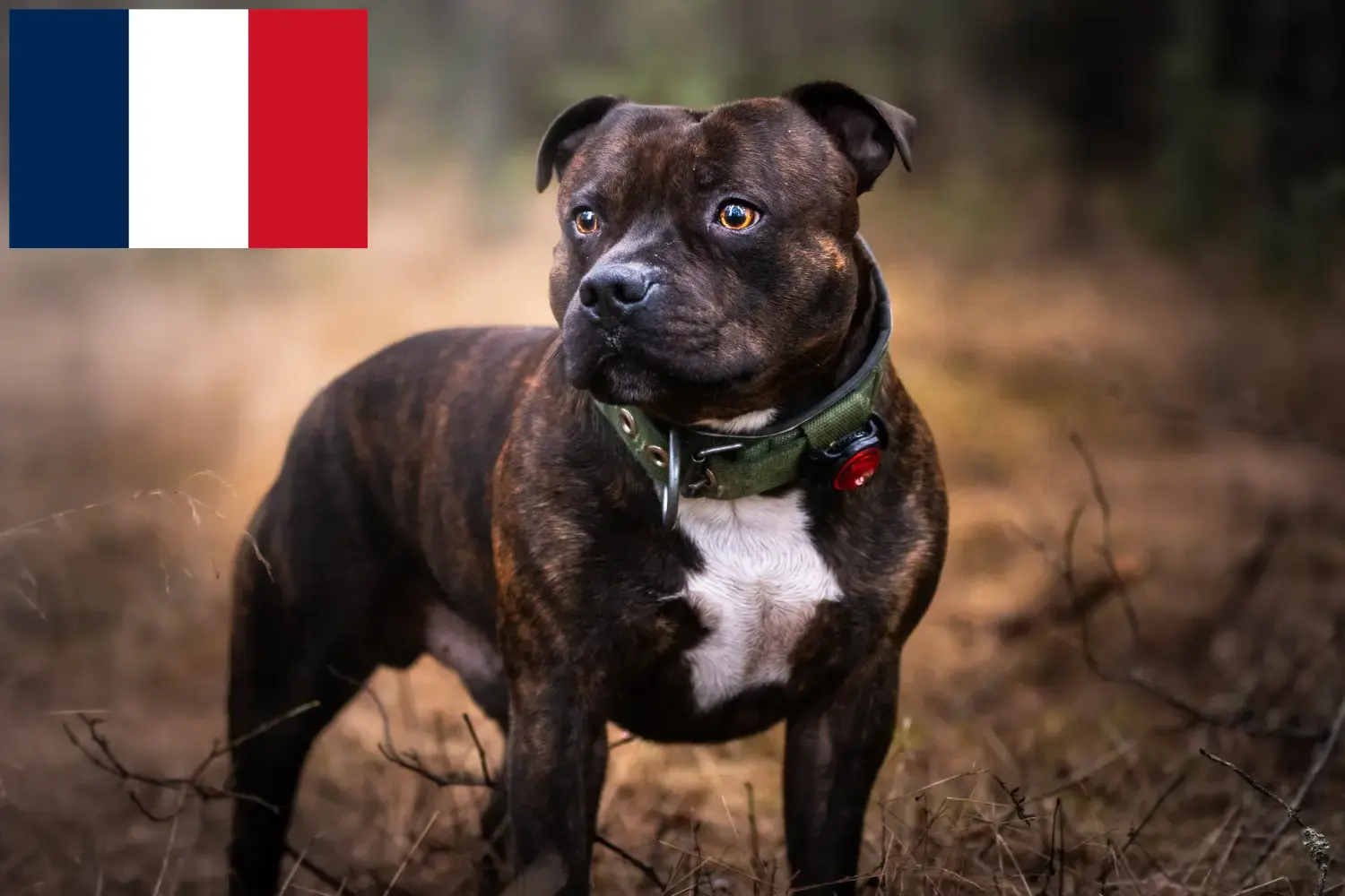 Staffordshire Bull Terrier kölykök és tenyésztők Franciaország Staffordshire Bullterrier tenyésztők keresése Franciaországban.