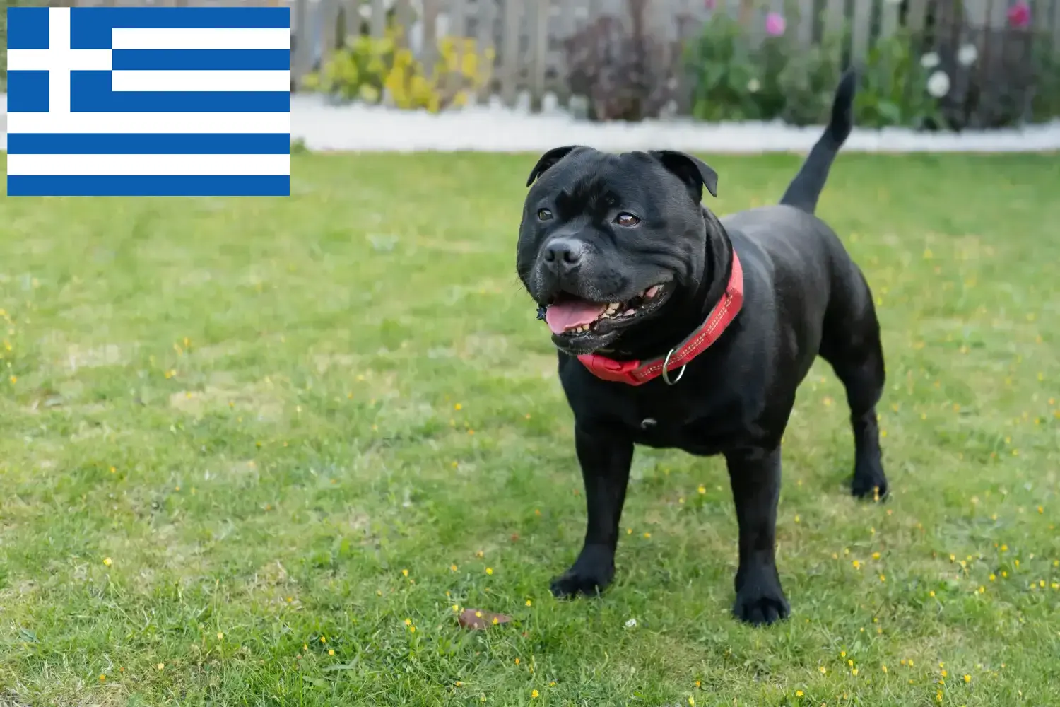 Staffordshire Bull Terrier kölykök és tenyésztők Görögország Staffordshire Bullterrier tenyésztők keresése Görögországban.