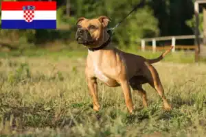 Read more about the article Staffordshire Bullterrier tenyésztők és kölykök Horvátországban