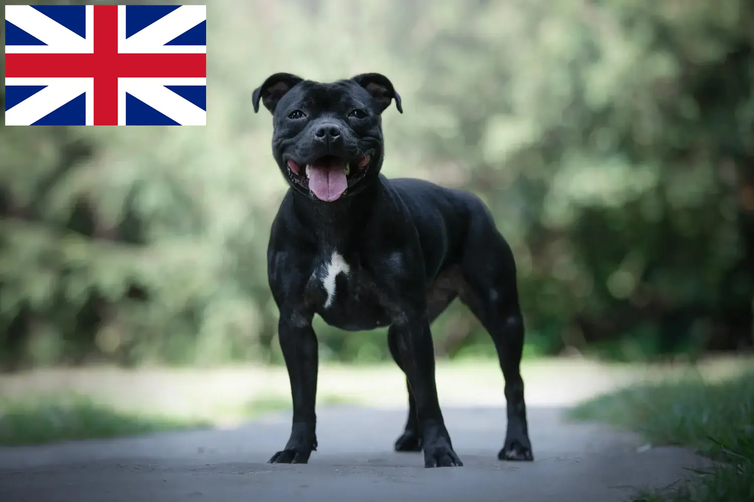 Staffordshire Bullterrier kölykök és tenyésztők Nagy-Britannia Staffordshire Bullterrier tenyésztők keresése az Egyesült Királyságban.