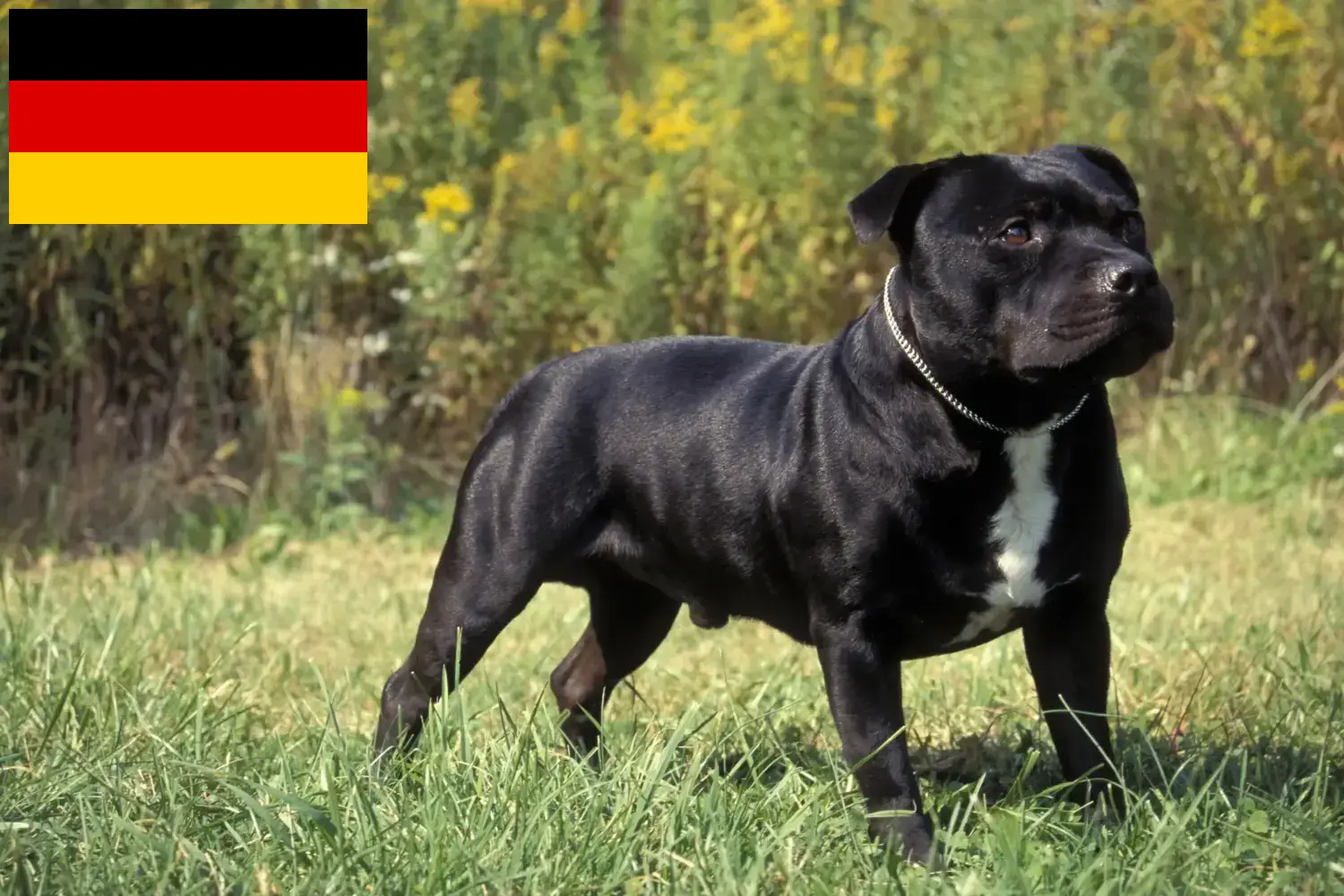 Staffordshire Bullterrier kölykök és tenyésztők Németország Itt Staffordshire Bullterrier tenyésztőket talál Németországban.