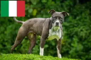 Read more about the article Staffordshire Bullterrier tenyésztők és kölykök Olaszországban