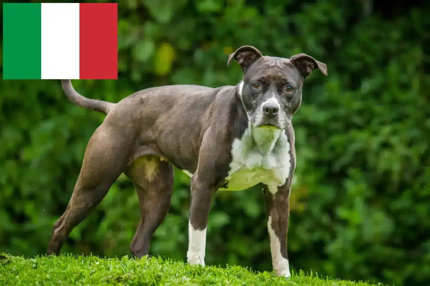 Staffordshire Bull Terrier kölykök és tenyésztők Olaszországban Staffordshire Bullterrier tenyésztők keresése Olaszországban.
