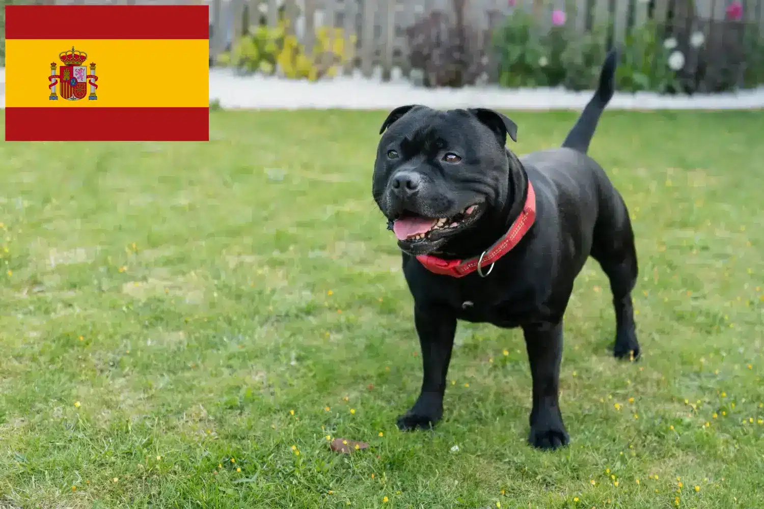 Staffordshire Bull Terrier kölykök és tenyésztők Spanyolország Staffordshire Bullterrier tenyésztőket Spanyolországban itt találsz.