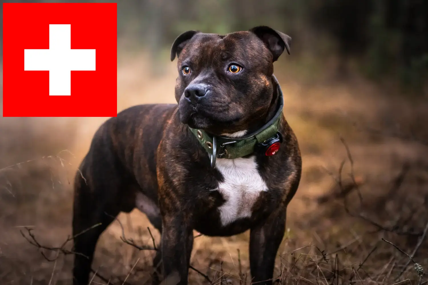 Staffordshire Bullterrier kölykök és tenyésztők Svájcban Itt Staffordshire Bullterrier tenyésztőket talál Svájcban.