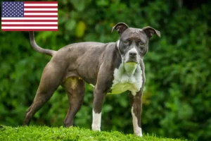 Read more about the article Staffordshire Bull Terrier tenyésztők és kölykök az USA-ban