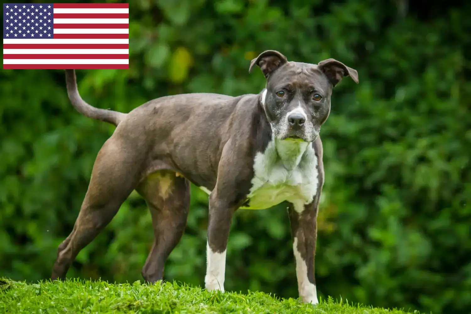 Staffordshire Bull Terrier kölykök és tenyésztők USA Itt Staffordshire Bull Terrier tenyésztőket talál az USA-ban.