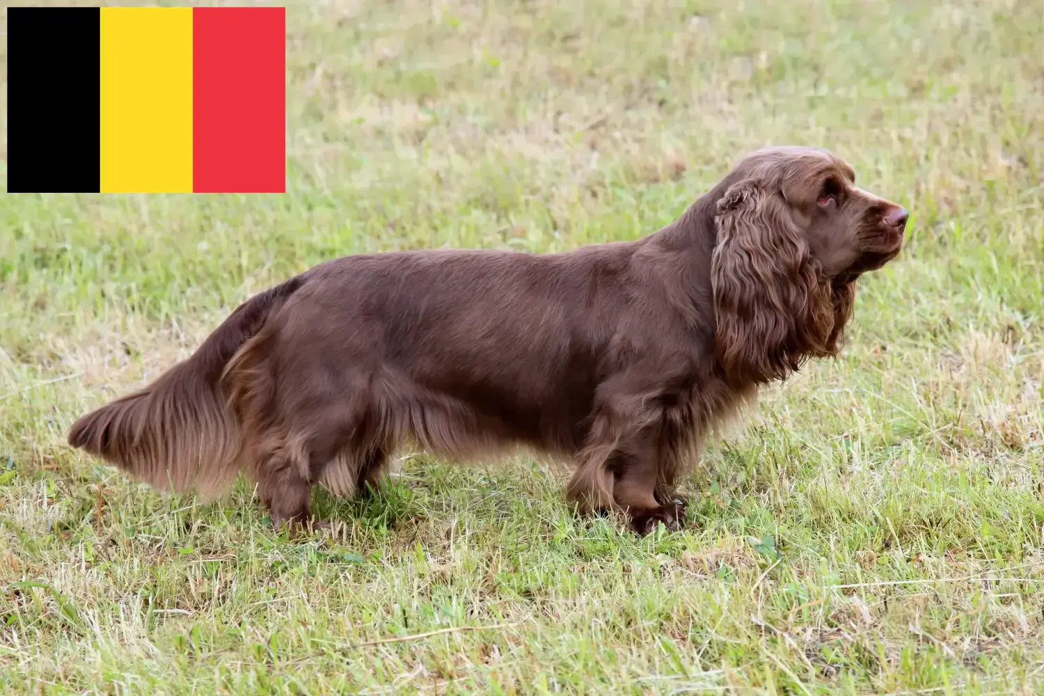 Sussex-Spaniel kölykök és tenyésztők Belgium Keress Sussex-Spaniels tenyésztőket Belgiumban.