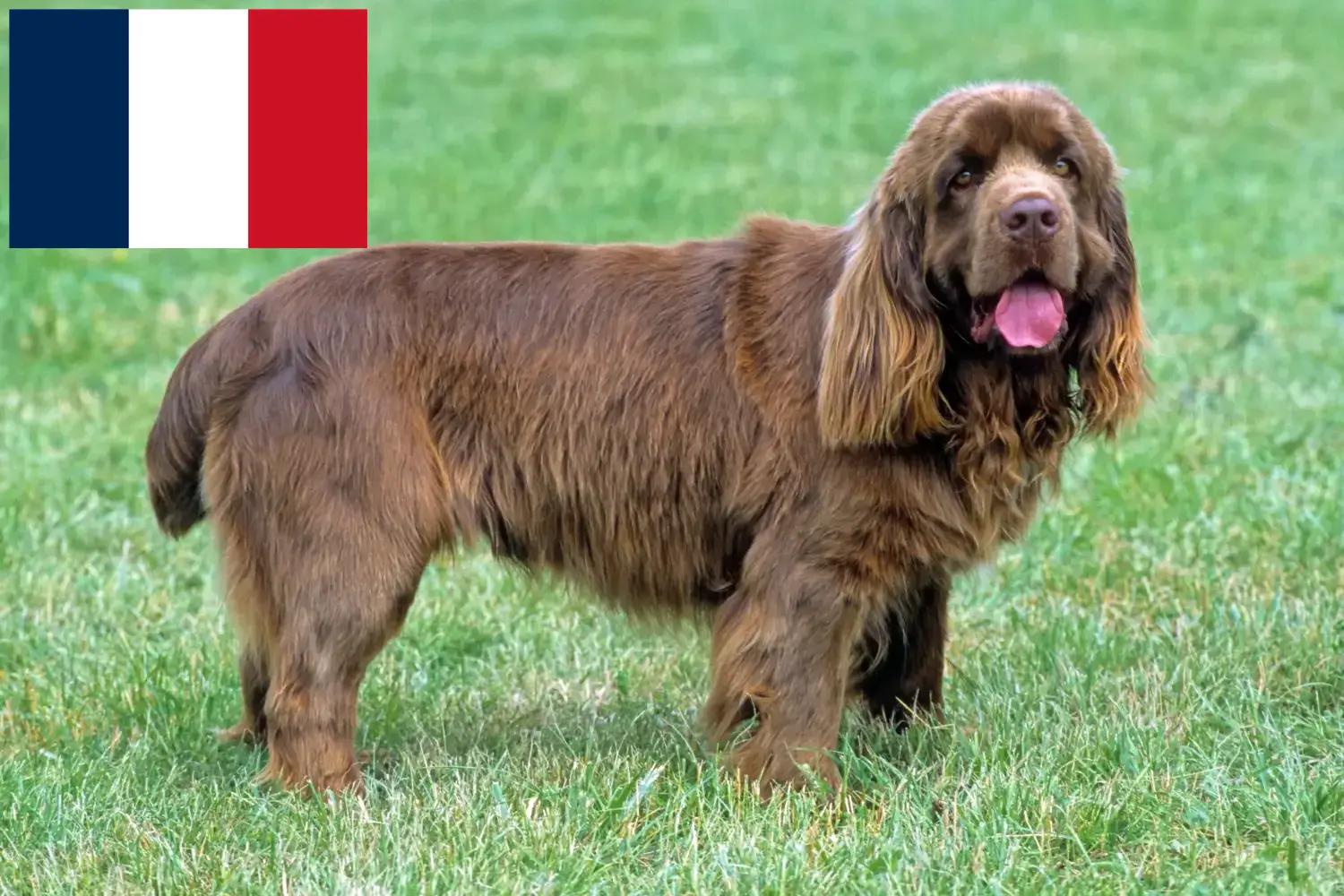 Sussex-Spaniel kiskutyák és tenyésztők Franciaország Franciaországi Sussex-Spaniel tenyésztőket itt találsz.