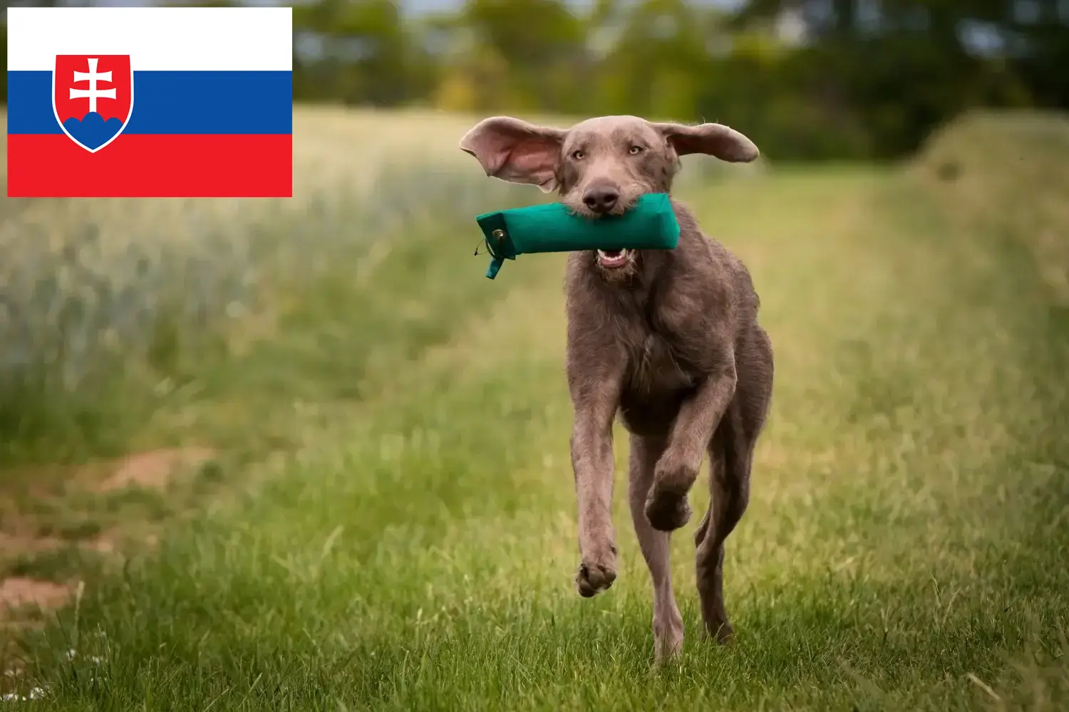 Szlovák drótszőrű kiskutyák és tenyésztők Szlovákia Itt talál szlovák drótszőrű pointer tenyésztőket Szlovákiában.