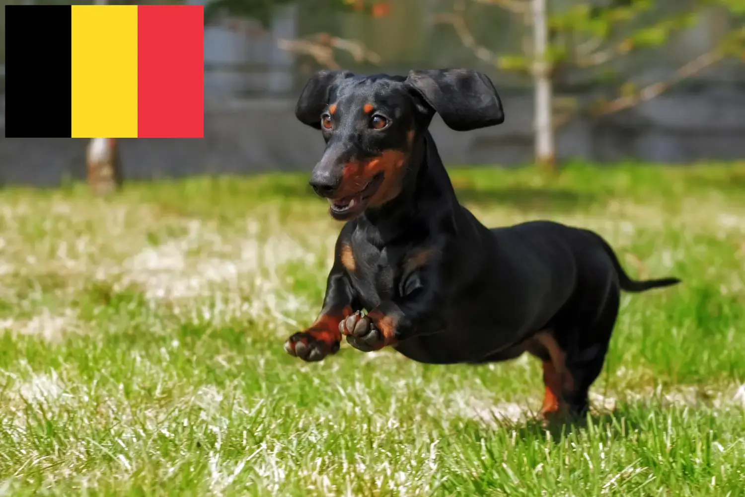 Tacskó kiskutyák és tenyésztők Belgium Itt találhat tacskótenyésztőket Belgiumban.