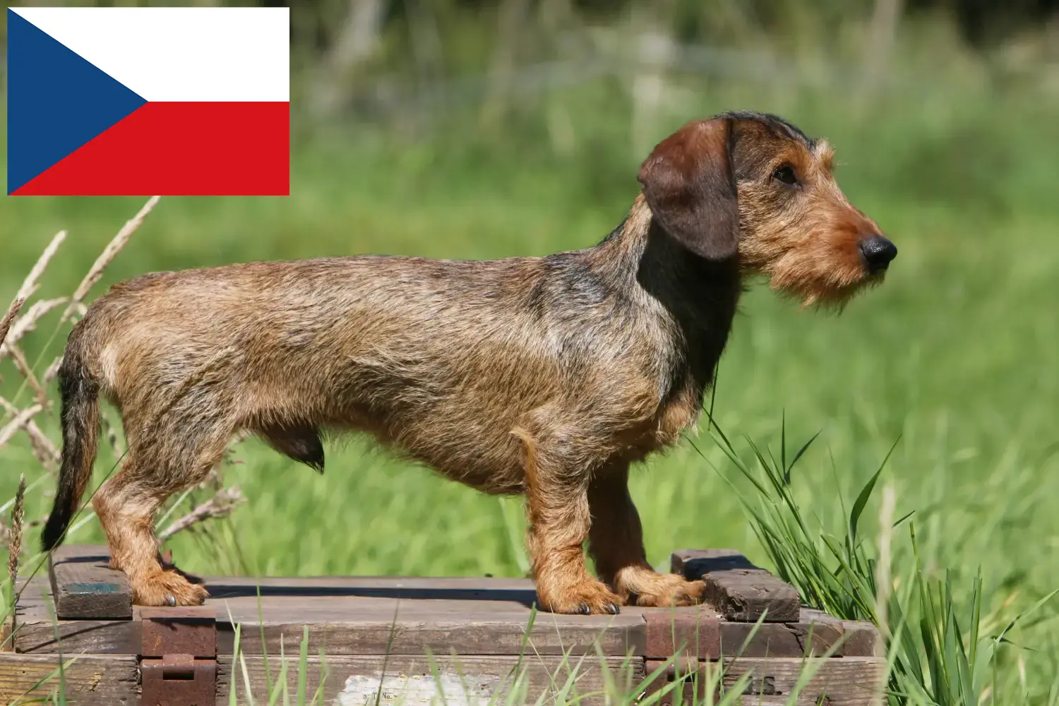 Tacskó kiskutyák és tenyésztők Csehország Itt találhat tacskótenyésztőket Csehországban.