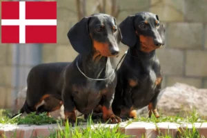 Read more about the article Tacskó tenyésztők és kölykök Dániában