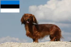 Read more about the article Tacskó tenyésztők és kölykök Észtországban