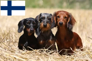 Read more about the article Tacskó tenyésztők és kölykök Finnországban