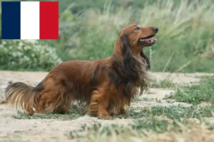 Read more about the article Tacskó tenyésztők és kölykök Franciaországban