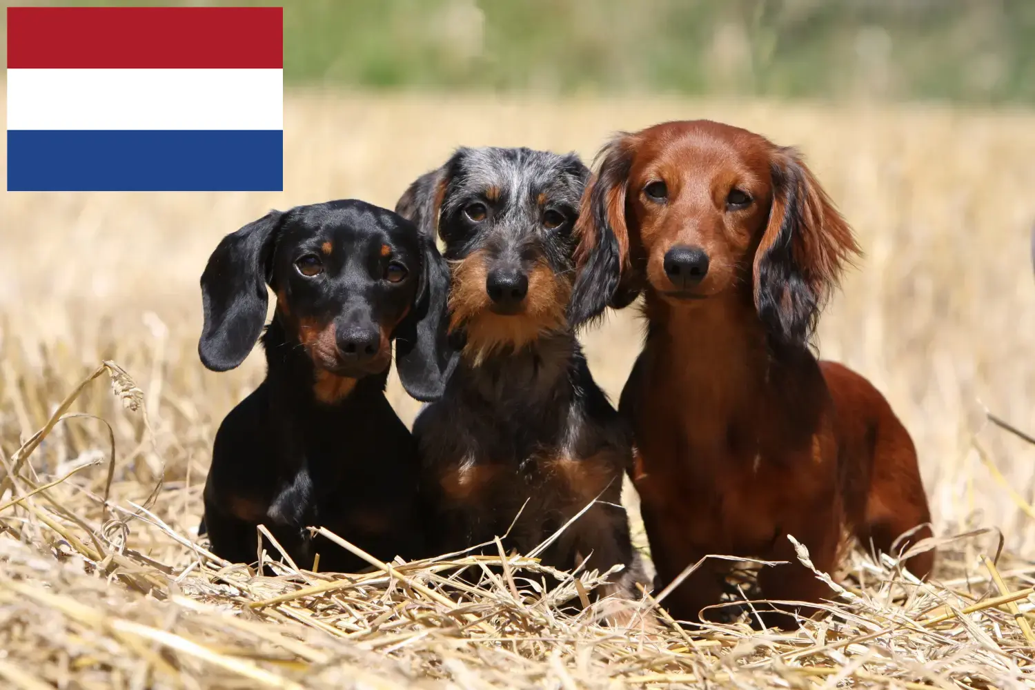 Tacskó kiskutyák és tenyésztők Hollandia Itt megtalálja a hollandiai tacskótenyésztőket.