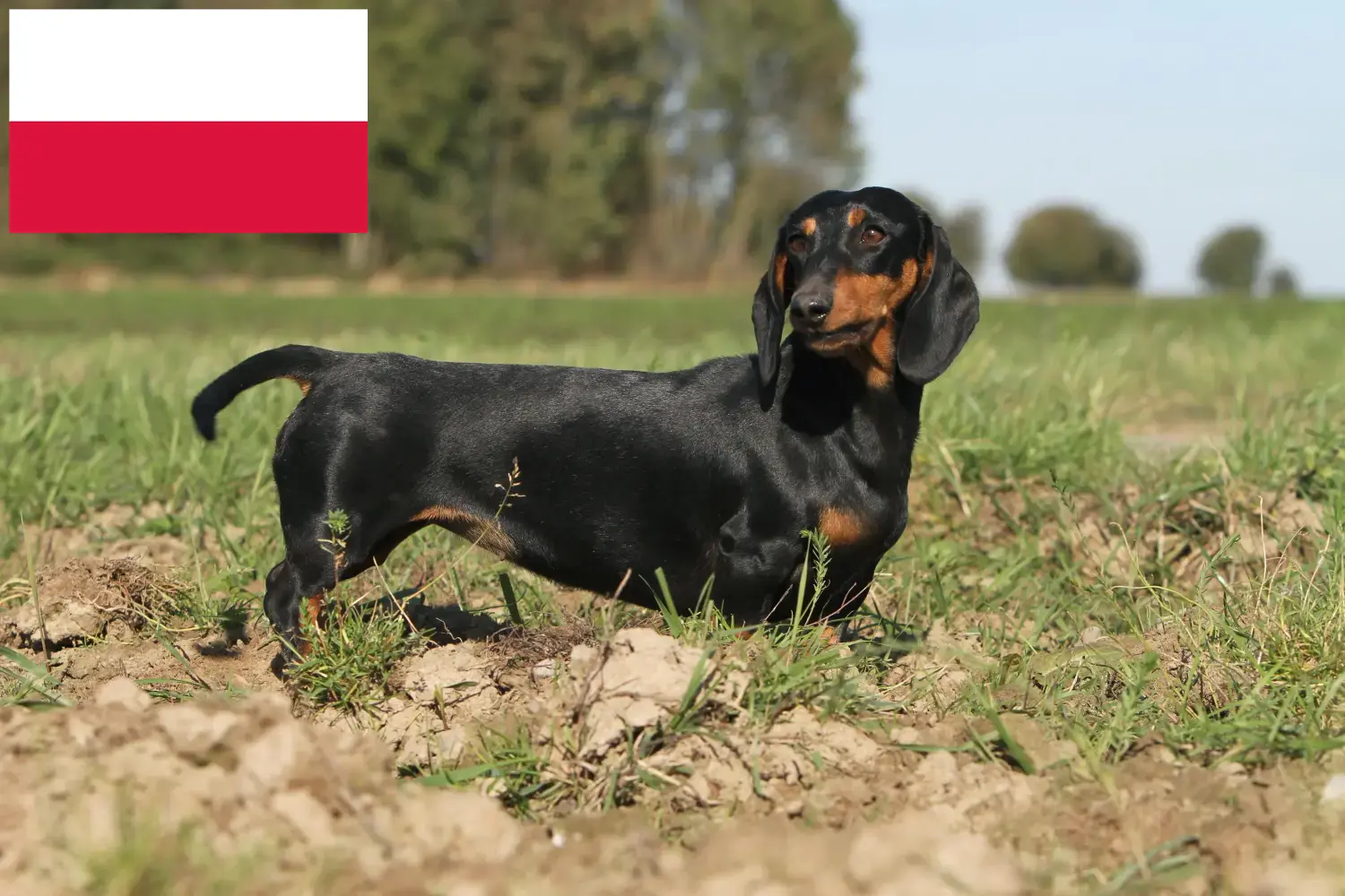 Tacskó kiskutyák és tenyésztők Lengyelország Itt találhat lengyelországi tacskótenyésztőket.