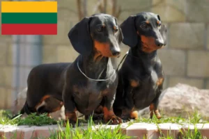 Read more about the article Tacskó tenyésztők és kölykök Litvániában