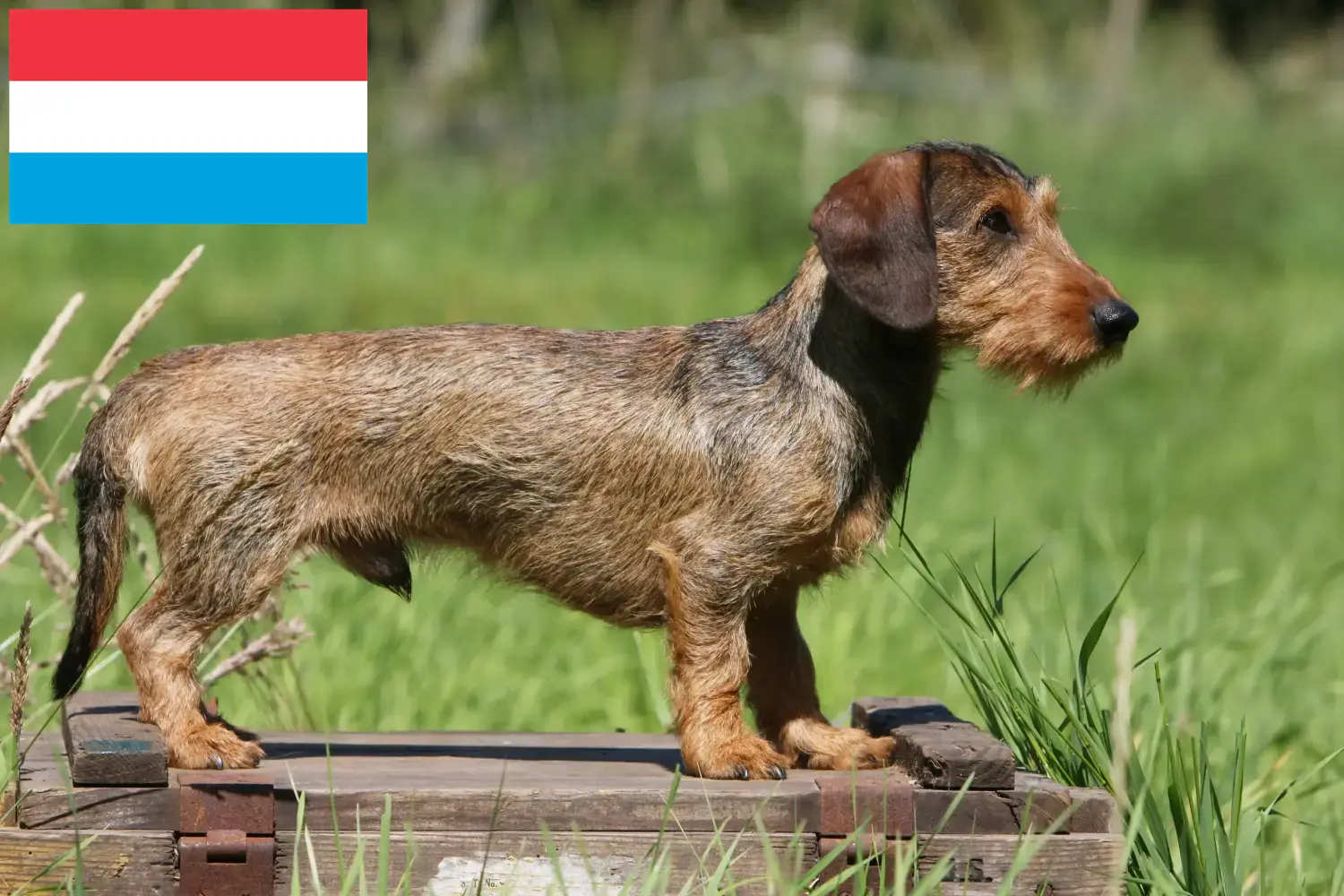 Tacskókutyakölykök és tenyésztők Luxemburgban Keresse meg a tacskó tenyésztőket Luxemburgban.
