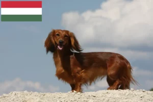 Read more about the article Tacskó tenyésztők és kölykök Magyarországon