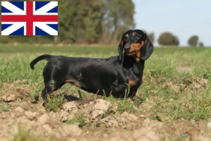 Read more about the article Tacskó tenyésztők és kölykök Nagy-Britanniában