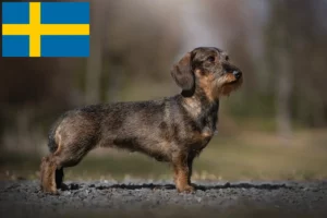 Read more about the article Tacskó tenyésztők és kölykök Svédországban