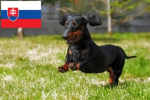 Read more about the article Tacskó tenyésztők és kölykök Szlovákiában