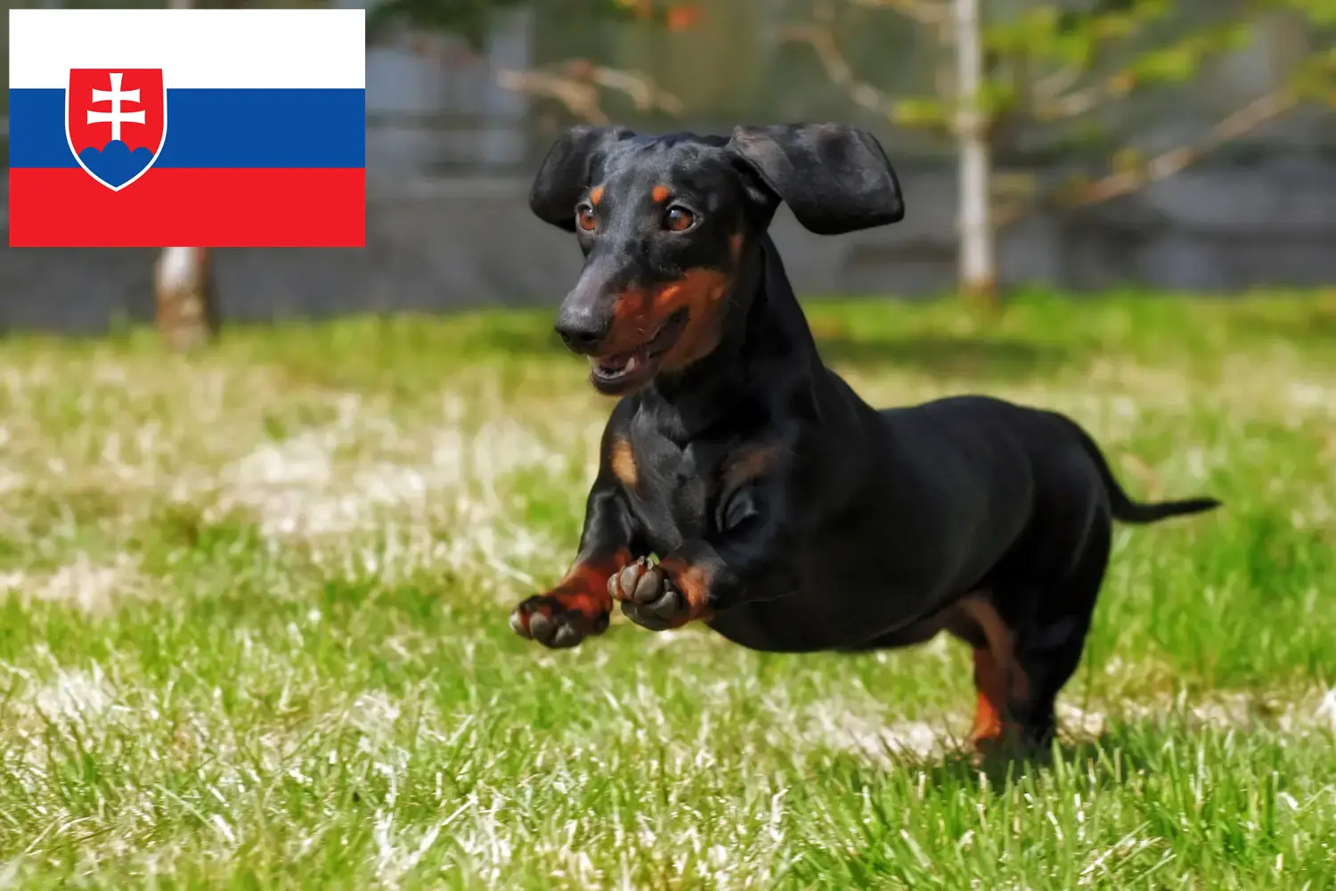 Tacskó kiskutyák és tenyésztők Szlovákia Itt megtalálja a szlovákiai tacskótenyésztőket.