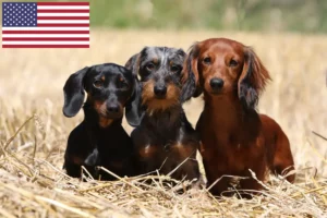 Read more about the article Tacskó tenyésztők és kölykök az USA-ban