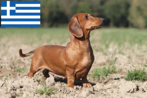 Read more about the article Tacskó tenyésztők és kölykök Görögországban