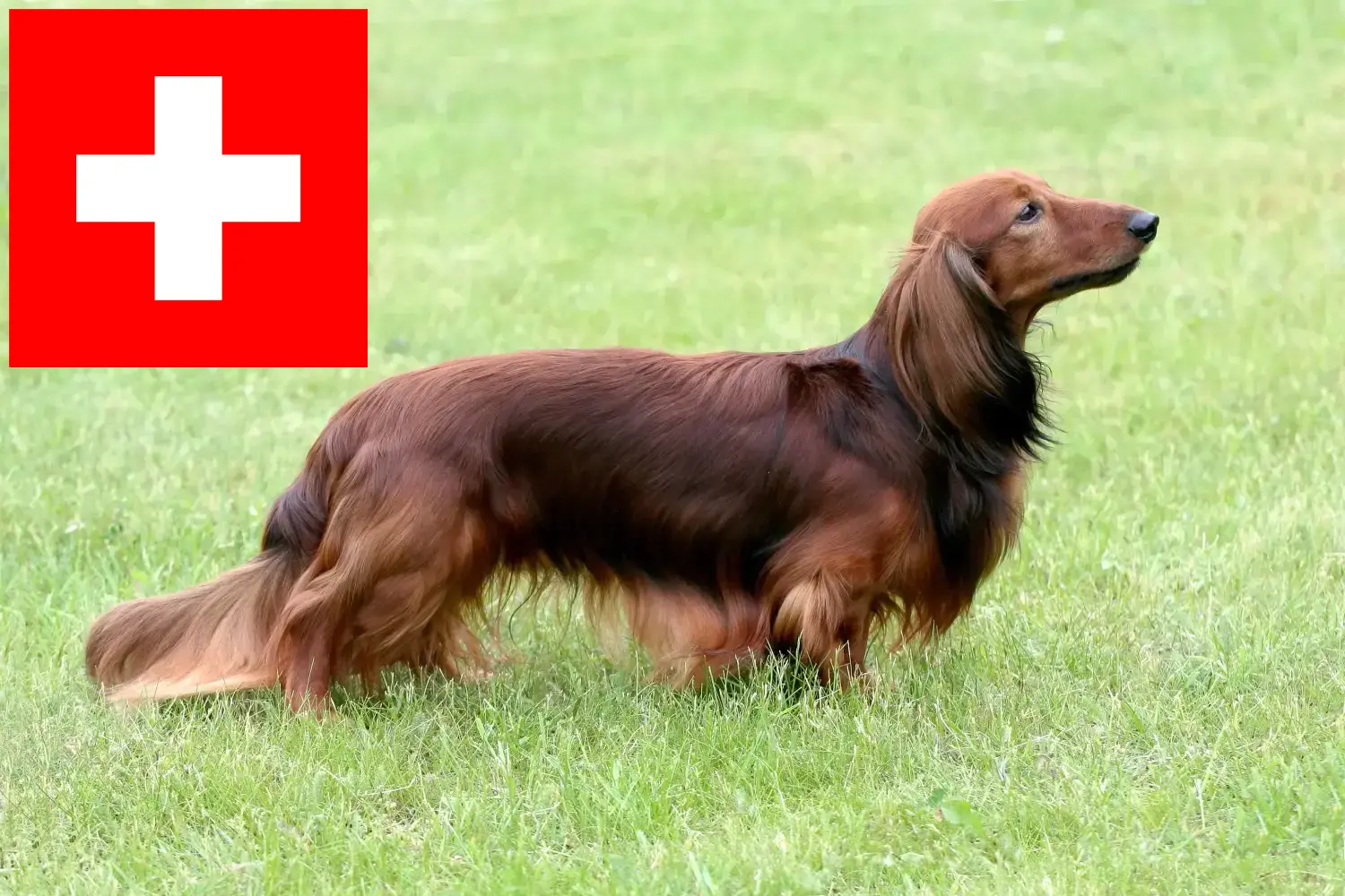 Tacskó kiskutyák és tenyésztők Svájcban Itt találhat tacskótenyésztőket Svájcban.