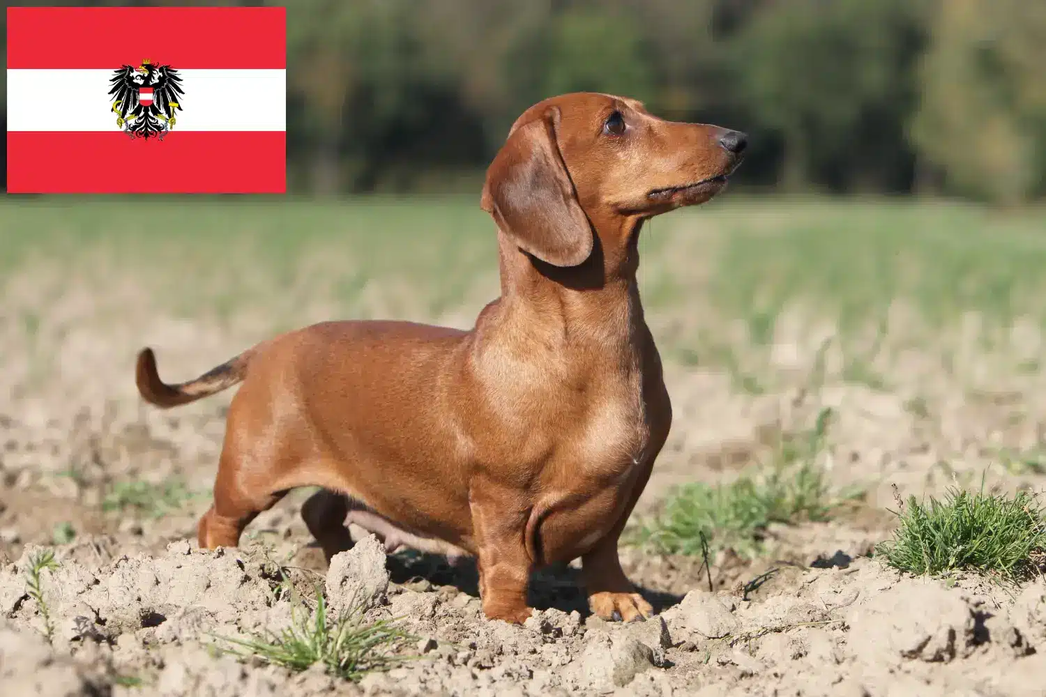 Tacskó kiskutyák és tenyésztők Ausztria Itt találhat tacskótenyésztőket Ausztriában.