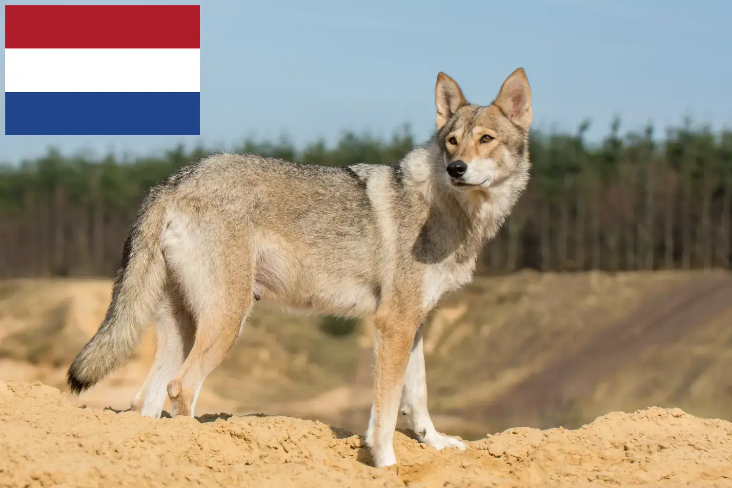 Tamaskan kiskutyák és tenyésztők Hollandia Itt megtalálja a hollandiai Tamaskan tenyésztőket.