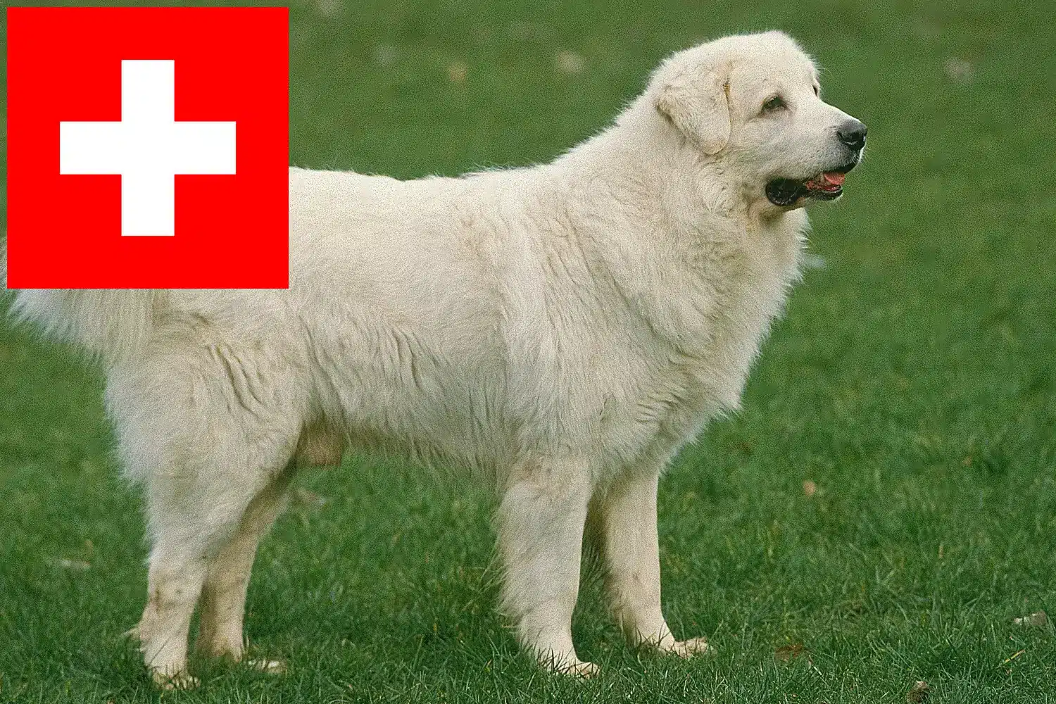 Tátrai juhászkutya kölykök és tenyésztők Svájcban Itt talál tátrai juhászkutyatenyésztőket Svájcban.