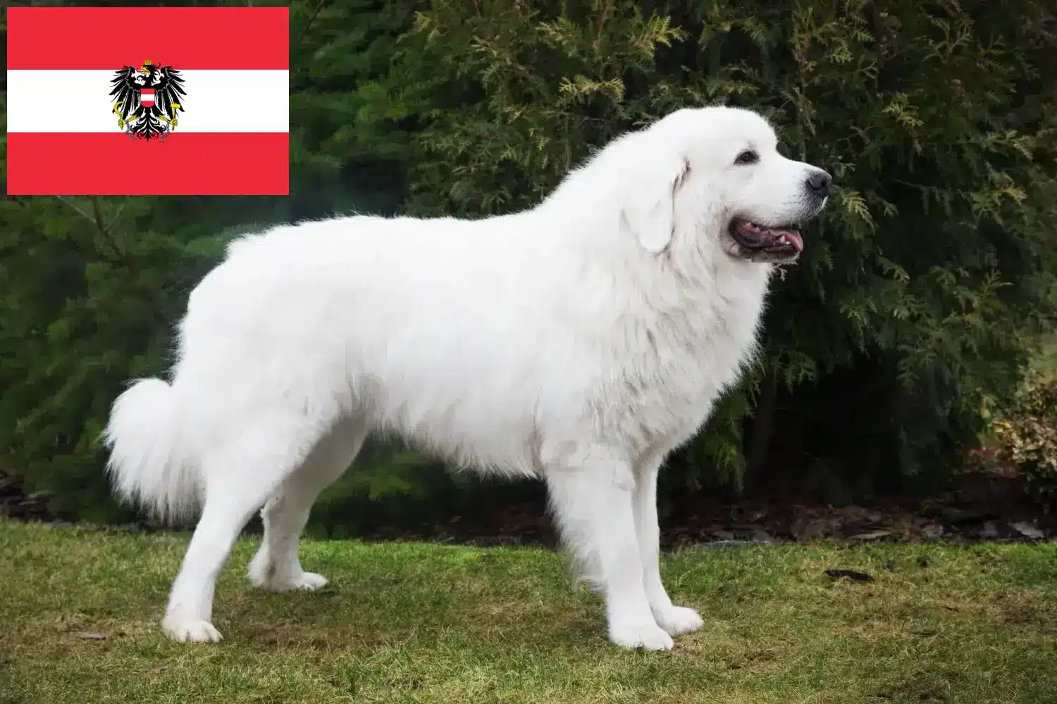 Tátrai juhászkutya kölykök és tenyésztők Ausztria Itt találhat tátrai juhászkutyatenyésztőket Ausztriában.