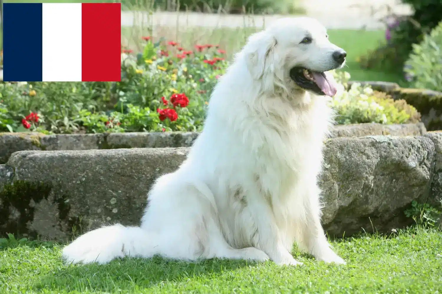 Tatra Sheepdog kölyökkutyák és tenyésztők Franciaország Itt találhat tátrai juhászkutyatenyésztőket Franciaországban.
