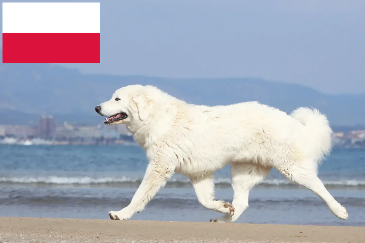 Tátrai juhászkutya kölykök és tenyésztők Lengyelország Itt találhat tátrai juhászkutyatenyésztőket Lengyelországban.
