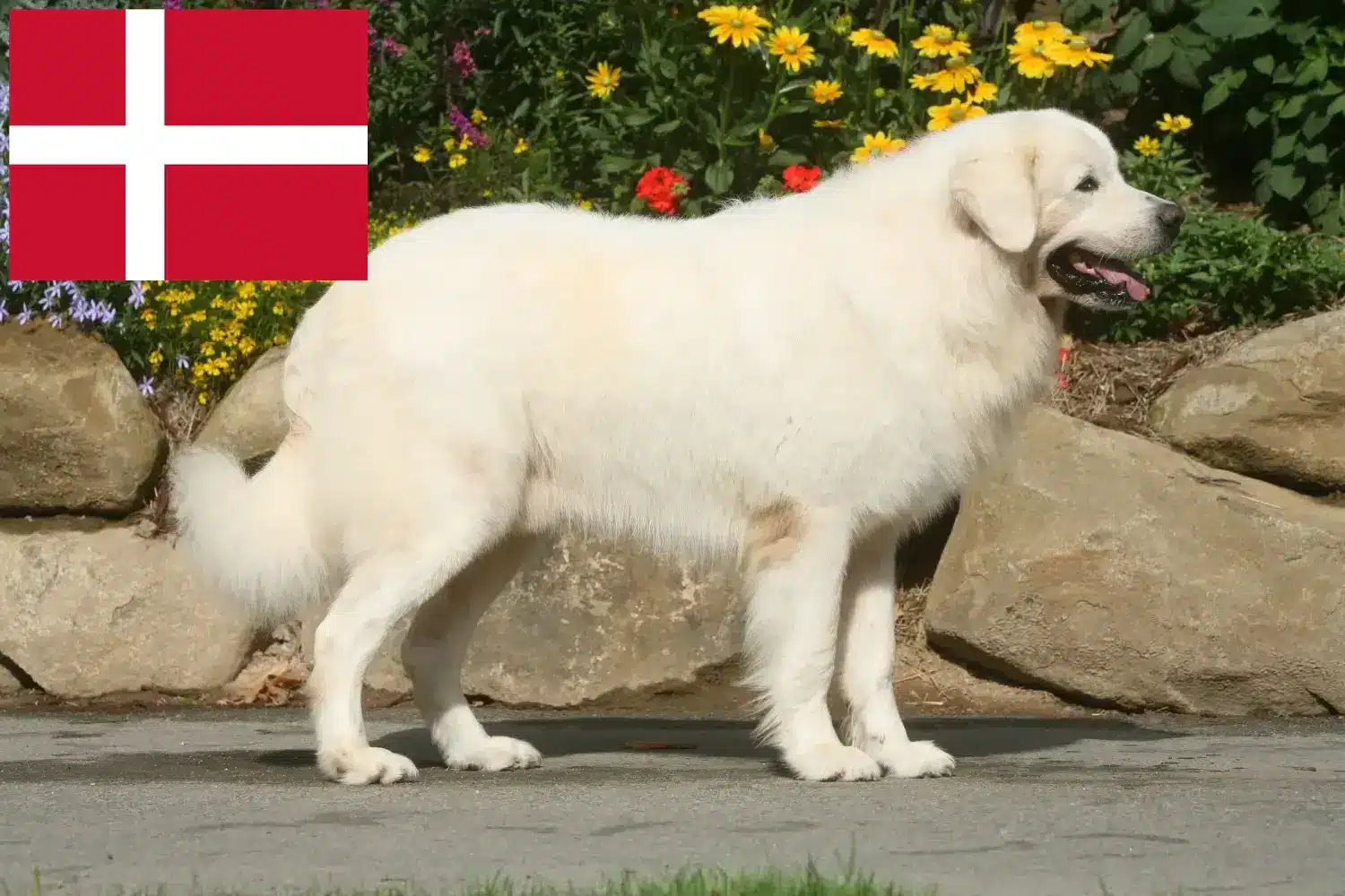 Tátrai juhászkutya kölykök és tenyésztők Dánia Itt megtalálja a dániai tátrai juhászkutyatenyésztőket.