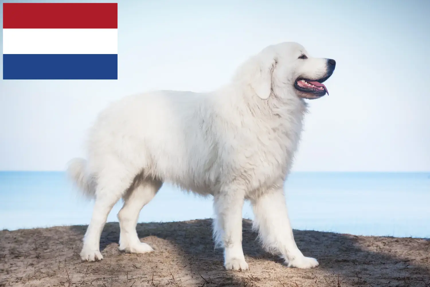 Tátrai juhászkutya kölykök és tenyésztők Hollandia Itt találhat tátrai juhászkutyatenyésztőket Hollandiában.