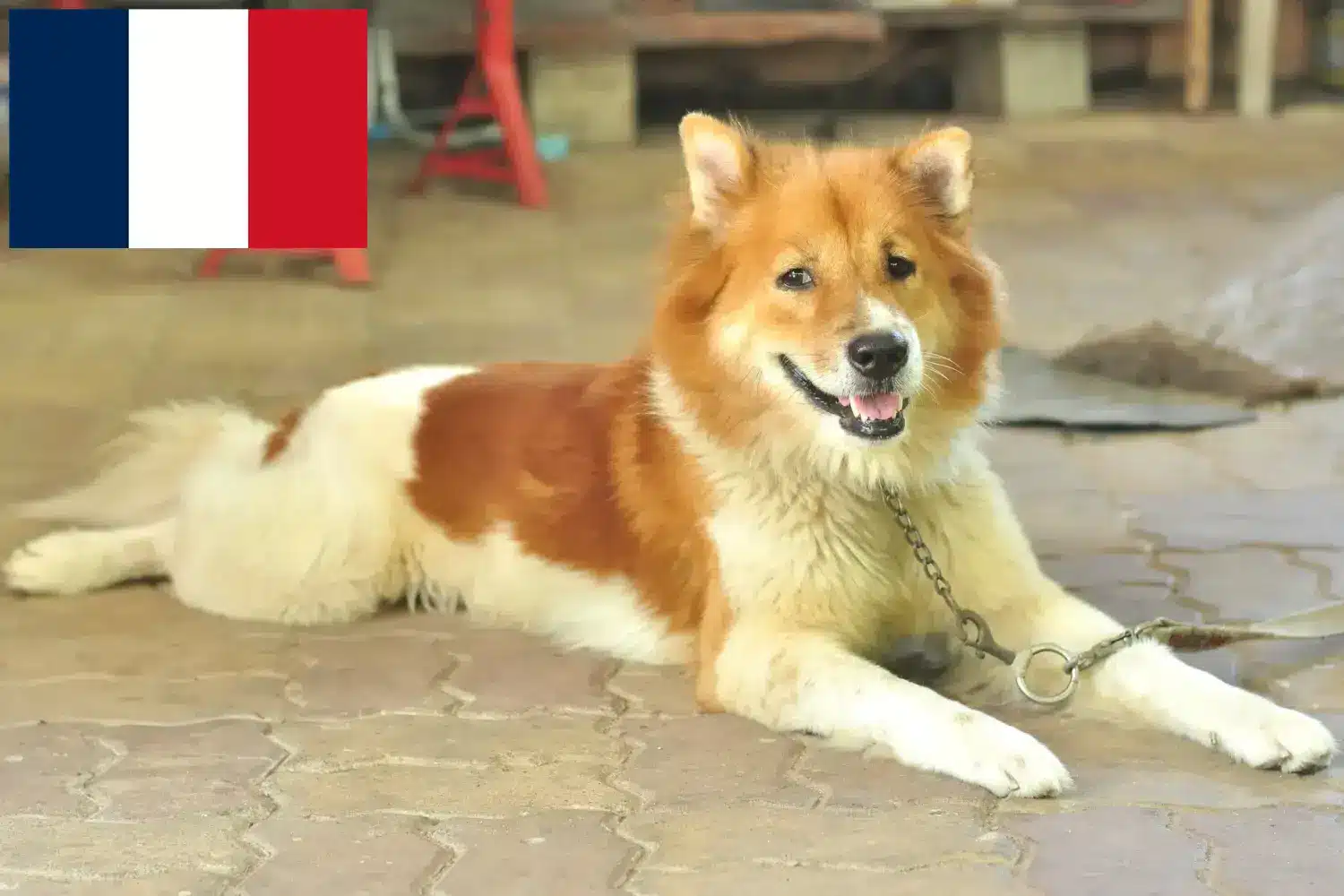 Thai Bangkaew kutyakölykök és tenyésztők Franciaország Itt talál thai Bangkaew kutyatenyésztőket Franciaországban.
