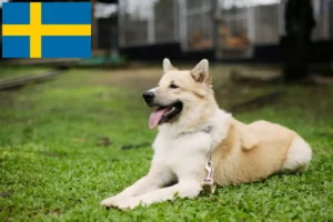 Read more about the article Thai Bangkaew kutyatenyésztő és kölykök Svédországban