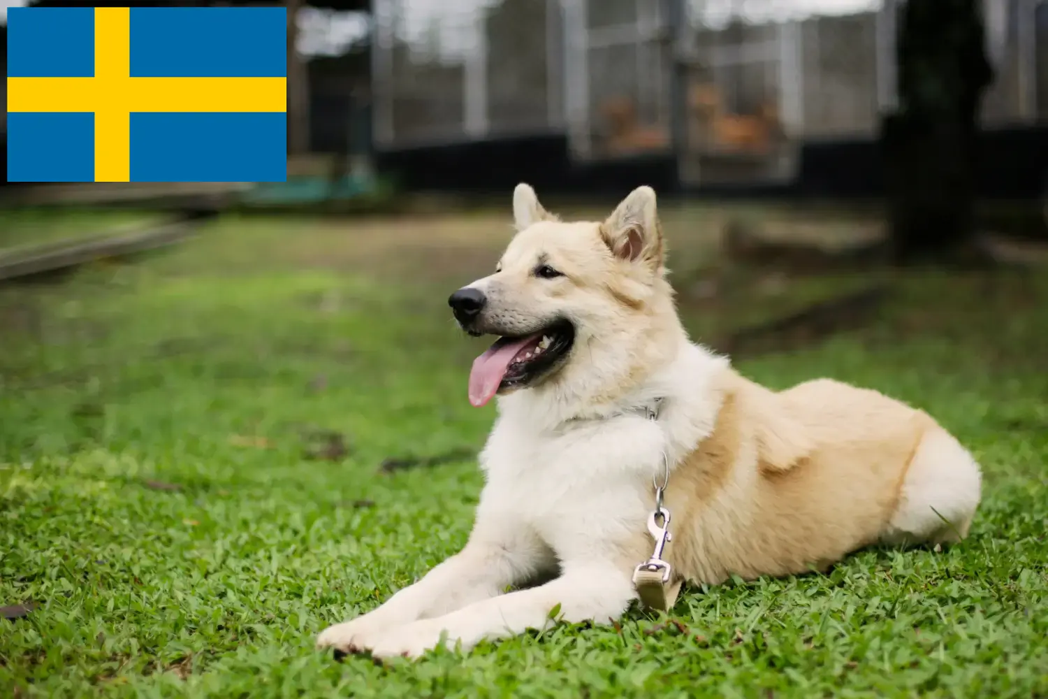 Thai Bangkaew kutyakölykök és tenyésztők Svédországban Thai Bangkaew Dogs tenyésztőket Svédországban itt találsz.