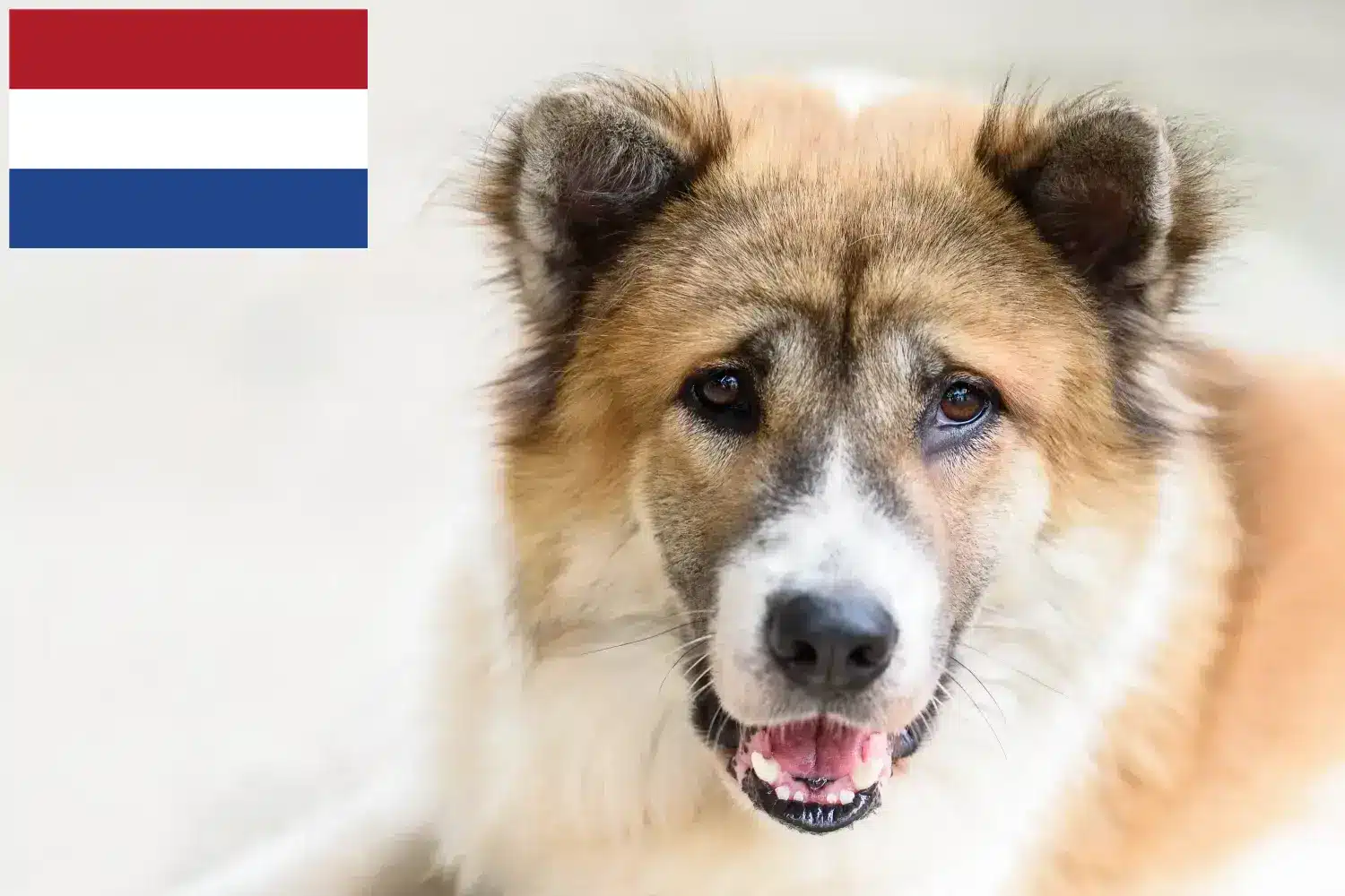 Thai Bangkaew kutya kölykök és tenyésztők Hollandia Itt talál thai Bangkaew kutyatenyésztőket Hollandiában.