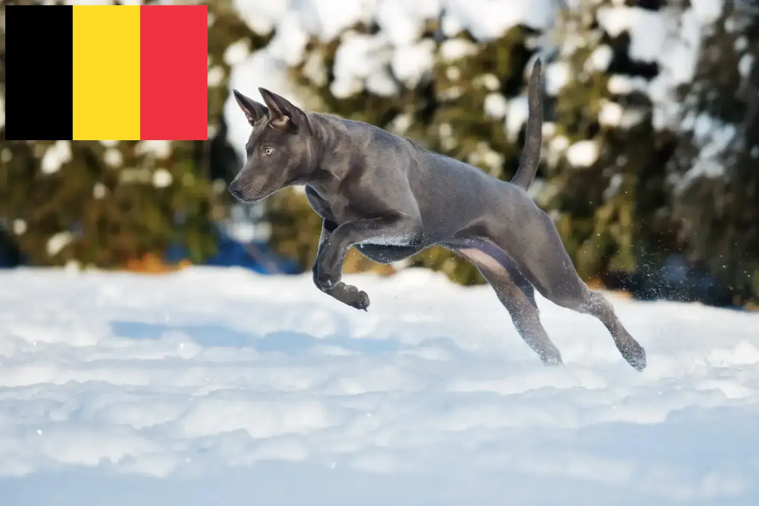 Thai Ridgeback kölykök és tenyésztők Belgium Thai Ridgeback tenyésztőket Belgiumban itt találsz.