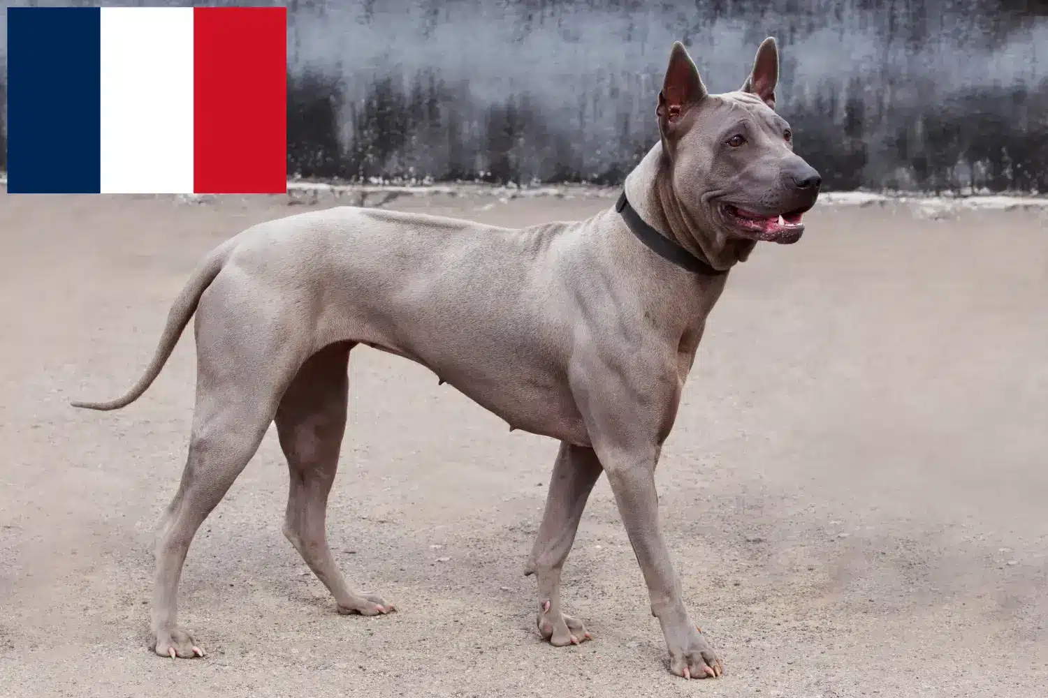 Thai Ridgeback kiskutyák és tenyésztők Franciaország Itt megtalálja a franciaországi Thai Ridgeback tenyésztőket.